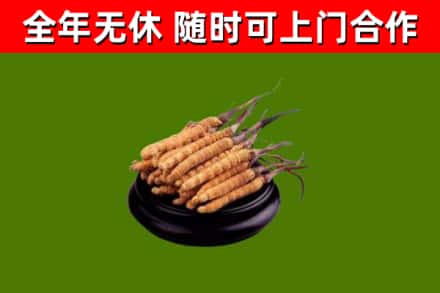 盘山回收冬虫夏草