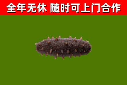 盘山回收海参干